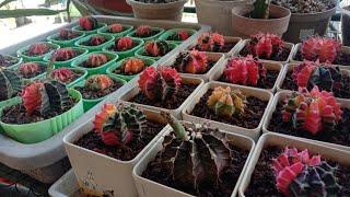 #493 Cactus Plants Update After the Heavy Rain....Not Good but Surviving... Succulent Davao