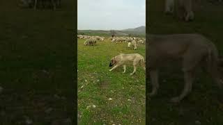 Kangal akkaraman koyunların yaylım zamani....