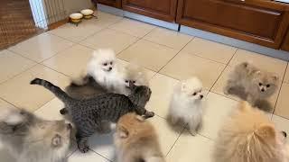 Кошка против кучки щенков - смешные щенки играют с котом | приколы с собаками