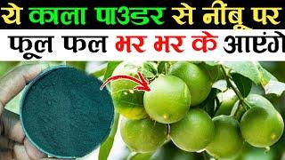 ये काले पाउडर के प्रयोग से नींबू पर फल और फूल भर भर के आएंगे | Lemon Plant Fertilizer | Lemon Tree