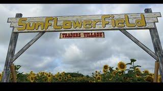 ‘Texas-sized’ sunflower maze open at Traders Village for spring season