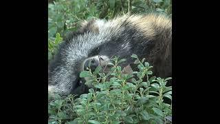 "I Is Dead" - Tanuki Playing Dead / Japanese Raccoon Dog #funnyanimals #shorts