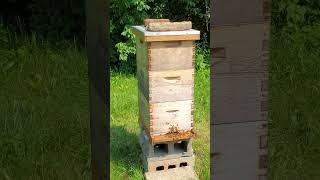 Treeline Honey Bee Yard Hive updates 2025-5-31