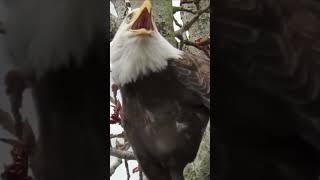 Red tailed hawks call VS bald eagle cry  #sound #call #shortsvideo #baldeagle #redtailedhawk