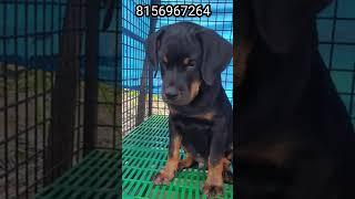 Rottweiler Puppies for sale with KCI certificate Low price I Ph: 8156967264 |