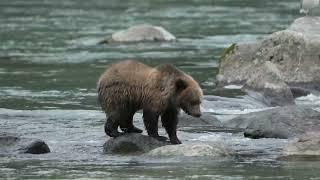 Bear cub hunting for salmon in the Chilkoot River, Alaska