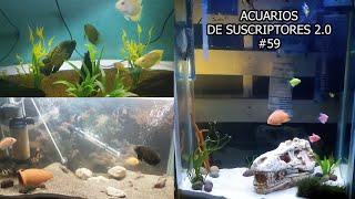 ACUARIOS DE SUSCRIPTORES 2.0 #59 | Pez Oscar, Pez Guppy, Ciclidos | AcuariosLP