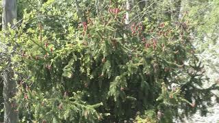 Ель обыкновенная Акрокона (Picea abies Acrocona)