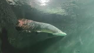 Arapaima Big Fish Tunnel Aquarium Tiergarten Zoo Schloss Schönbrunn Austria, Vienna. Water Animals