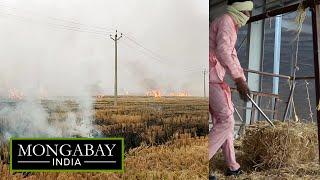 From pollution to power, what stops paddy stubble from becoming the fuel of choice