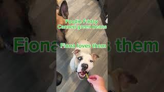 Foodie Friday Canned green beans #adoptashelterdog #savedrescue #cutedog #foodiefriday #dogseating