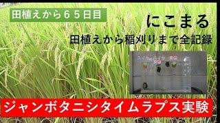 【ジャンボタニシに効果のあるもの】いろいろ試しました。