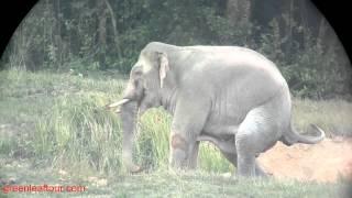 Elephant with itchy belly