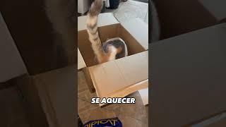 Por que gatos amam caixas de papelão ou sacolas? 