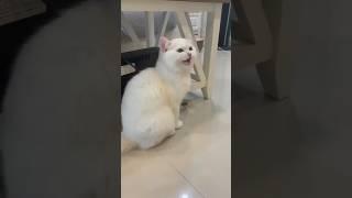 funny moment  SHORTS VIDEO | ANIMAL CAT  | CATS MEM TIKTOK  #shorts #animals #cat #funny #tiktok