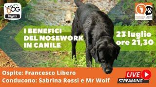 I benefici  del nosework  in canile