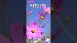 EBS 가만히 1분 멍TV 가을 코스모스 #shorts #멍 #코스모스 #ebs