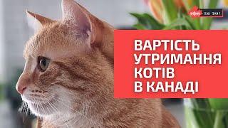 Ціни на утримання КОТІВ у Канаді - відкриваємо правду! #котики  #домашнітварини  #канада