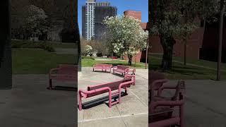 York college NY