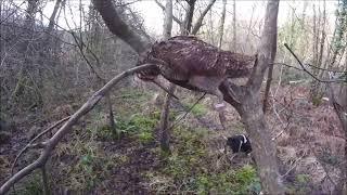 Chasse à la bécasse dans le Finistère , les chiens au top ,09/01/2025.