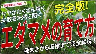 エダマメの上手な育て方（種まきから収穫までの栽培方法を完全解説）