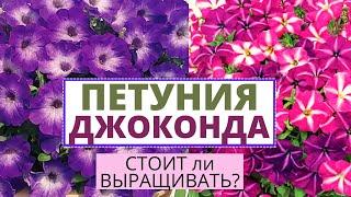 ПЕТУНИЯ серии ДЖОКОНДА. Особенности сорта. Стоит ли выращивать?