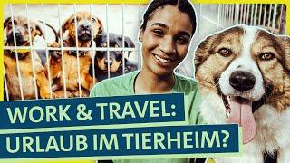 Tierschutz-Urlaub im Ausland: Wie hart ist die Freiwilligenarbeit im Tierheim?