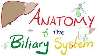 Anatomy of the Biliary System  | Quick Review