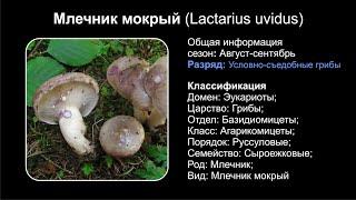 Млечник мокрый (Lactarius uvidus)