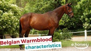 Belgian Warmblood Horse | characteristics, origin & disciplines