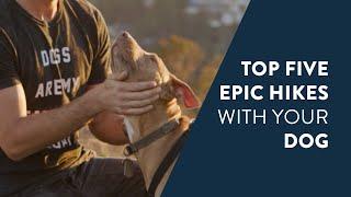 Five Epic Dog Friendly Hikes