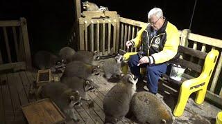 Raccoons with Jim on the Deck