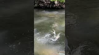 Spotted this brown trout feeding in a small murky creek! #trout #flyfishing #montana #shorts