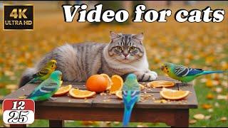 Cat TV for Cats | Nonstop Wildlife Action with Birds, Squirrels, and Calming Sounds