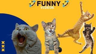 Funniest Animals Cats and Dog Video Part 2 l M S family