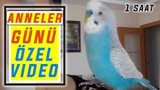 ANNELER GÜNÜ ÖZEL EĞİTİM VİDEOSU 1 SAAT - KUŞUNUZA DİNLETİN KONUŞSUN