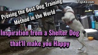 This Shelter Dog will Amaze You