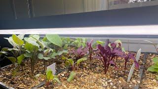 Harvesting watermelon and tasting a Bumblebee Tomato/ planting lettuce 