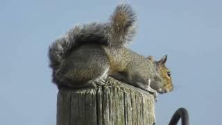 Squirrel Close Up