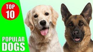 Top 10 Most Popular Dog Breeds in the World - Dogs 101 | Kiddopedia