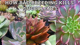 Reasons succulents die no. 28560- bad breeding