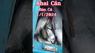 Khai Cần Đầu Năm 1/1/2024 Báo Cá. #shorts #inshot #fishing #dammecauca #caucagiatri