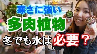 【多肉植物の室内栽培のコツ】この冬におすすめしたいエケベリア　開花園チャンネル