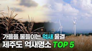 가을을 물들이는 억새 물결  제주도 억새명소 TOP 5ㅣJEC