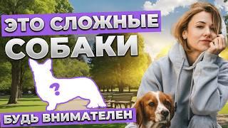 НЕОЧЕВИДНЫЕ сложности ПОПУЛЯРНЫХ пород собак - смотреть всем ️️️ СПЕЦВЫПУСК