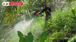 Rutinitas tiga bersaudara || Penyemprotan di ladang sawit.