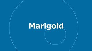  Marigold - Quincas Moreira  No Copyright Music  YouTube Audio Library