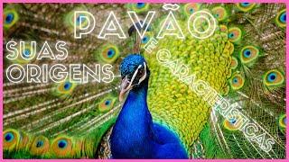 PAVÃO SUAS  CARACTERÍSTICAS - pavão indiano