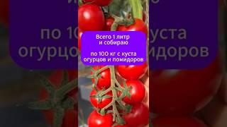 Всего 1 литр и собираю по 100 кг с куста огурцов и помидоров #дача #сад #огород