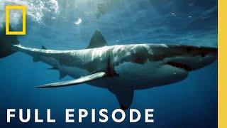 Coastal Sky Sharks: Drone Investigation (Full Episode) | National Geographic